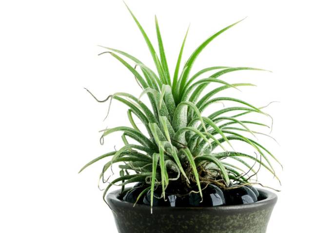 ilustrasi air plant (vecteezy.com/Noppharat Manakul)